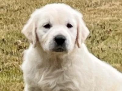 Beautiful IKC Registered Golden Retriever puppies in Wexford