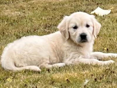 Beautiful IKC Registered Golden Retriever puppies in Wexford