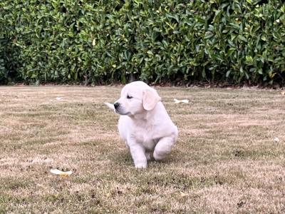Beautiful IKC Registered Golden Retriever puppies in Wexford