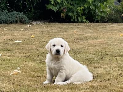 Beautiful IKC Registered Golden Retriever puppies in Wexford