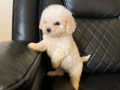 * MALE IS AVAILABLE * Beautiful Teddy Bear (Shih Tzu x Bichon Frise) puppies in Kerry