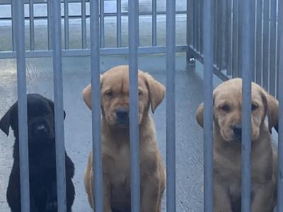 IKC Registered (pending) Labrador puppies with excellent pedigree in Clare