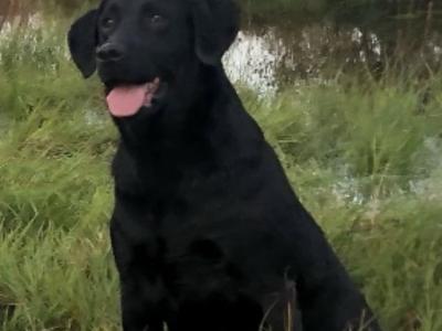 IKC Registered (pending) Labrador puppies with excellent pedigree in Clare