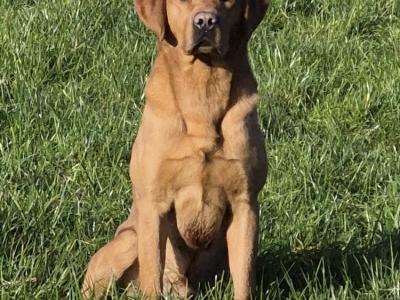 IKC Registered (pending) Labrador puppies with excellent pedigree in Clare