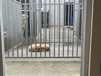 IKC Registered (pending) Labrador puppies with excellent pedigree in Clare