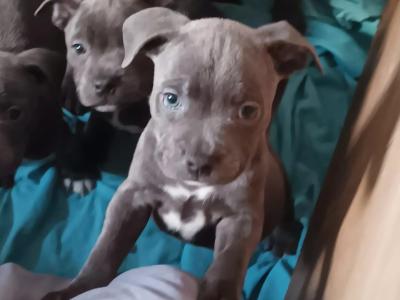 IKC Registered Staffordshire Bull Terrier puppies for sale in Tipperary
