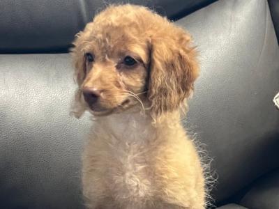 Beautiful Cavapoo puppies 🐶🐶just one left