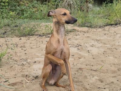 Italian Greyhound