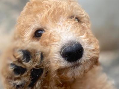 Goldendoodle puppies in Leitrim