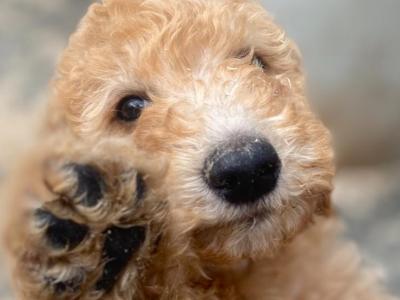 Goldendoodle puppies in Leitrim