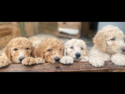 Goldendoodle puppies in Leitrim