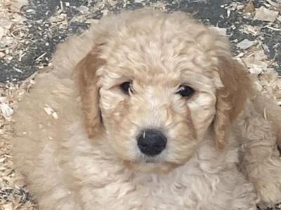 Goldendoodle puppies in Leitrim