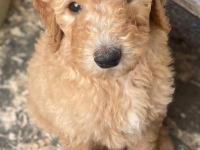 Goldendoodle puppies in Leitrim