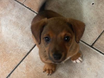 Jack Russell puppies in Mayo