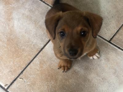 Jack Russell puppies in Mayo