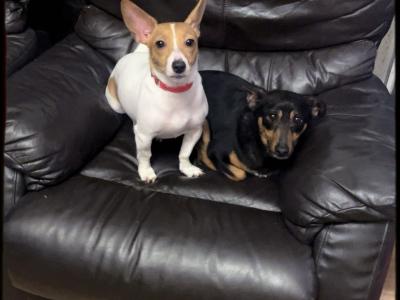 Jack Russell puppies in Mayo