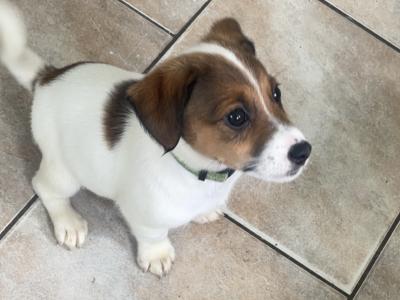 Jack Russell puppies in Mayo