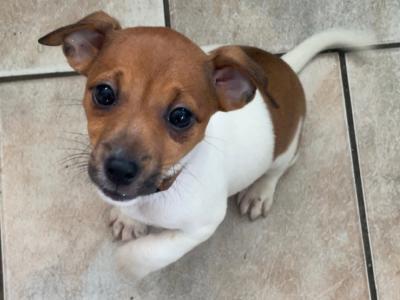 Jack Russell puppies in Mayo
