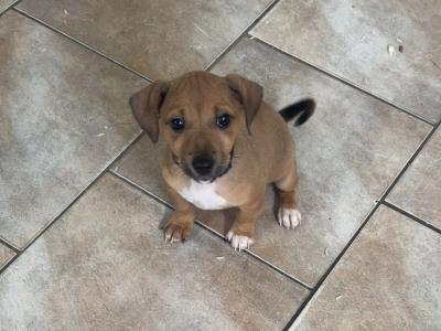 Jack Russell puppies in Mayo