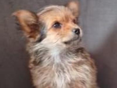 Female Yorkshire Terrier x Chihuahua puppy in Dublin