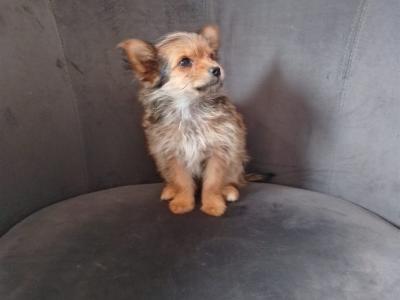 Female Yorkshire Terrier x Chihuahua puppy in Dublin
