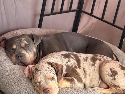 Classic Bully’s **1 FEMALE 1 MALE LEFT