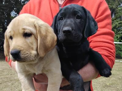 Labrador puppies in Cork
