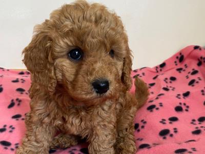 Cavapoo puppies in Wexford