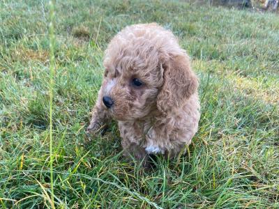 Cavapoo puppies in Wexford
