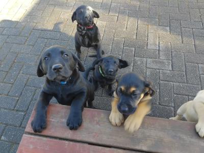 Labrador puppies in Cork