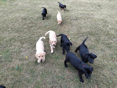 Labrador puppies in Cork