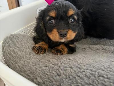 Black Cavachon puppies in Mayo, Super Rare