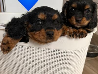 Black Cavachon puppies in Mayo, Super Rare