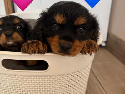 Black Cavachon puppies in Mayo, Super Rare