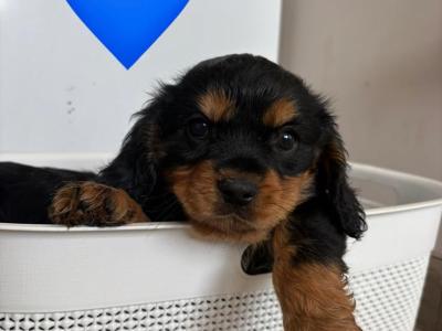 Black Cavachon puppies in Mayo, Super Rare