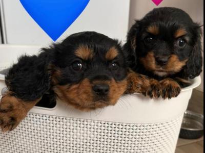 Black Cavachon puppies in Mayo, Super Rare
