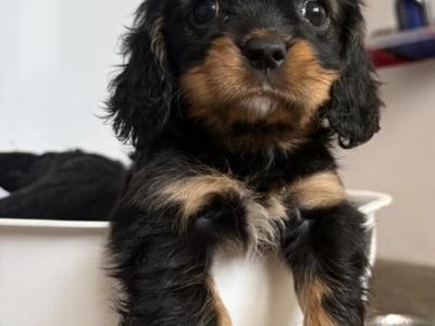 Black Cavachon puppies in Mayo, Super Rare