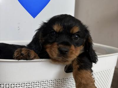 Black Cavachon puppies in Mayo, Super Rare