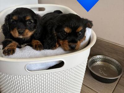 Black Cavachon puppies in Mayo, Super Rare
