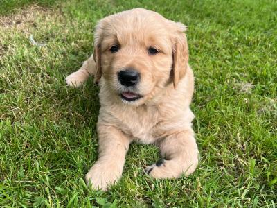 Beautiful IKC registered (pending) Golden Retriever puppies