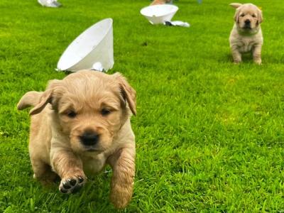 Beautiful IKC registered (pending) Golden Retriever puppies
