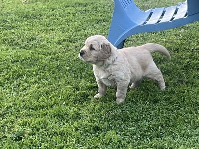 Beautiful IKC registered (pending) Golden Retriever puppies