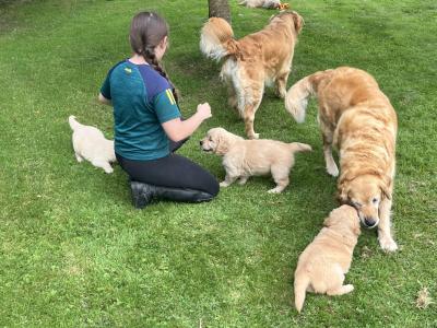 Beautiful IKC registered (pending) Golden Retriever puppies