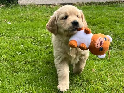 Beautiful IKC registered (pending) Golden Retriever puppies
