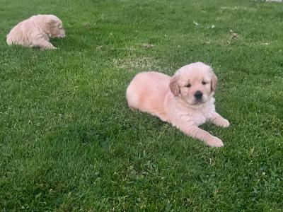 Beautiful IKC registered (pending) Golden Retriever puppies