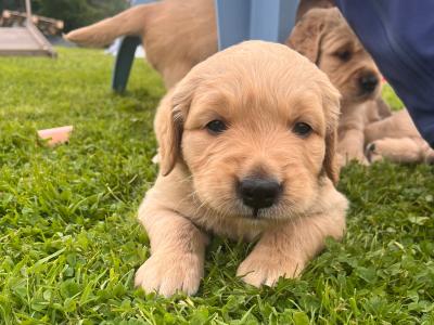Beautiful IKC registered (pending) Golden Retriever puppies