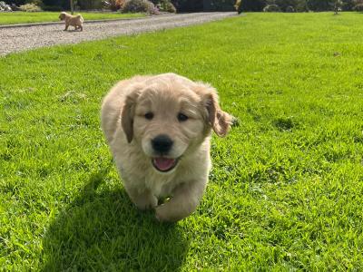 Beautiful IKC registered (pending) Golden Retriever puppies