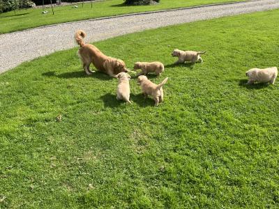 Beautiful IKC registered (pending) Golden Retriever puppies