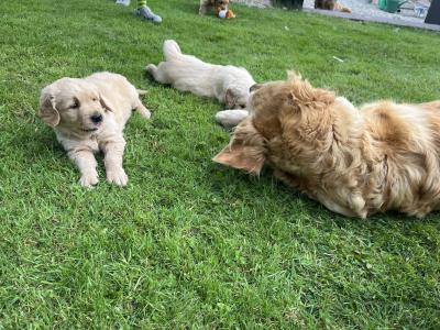 Beautiful IKC registered (pending) Golden Retriever puppies