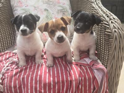 Jack Russell puppies in swords dublin